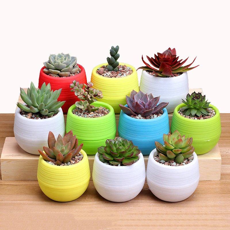 5 Pcs Mini Plastic Flower Pot Succulent Plant Flowerpot For Home Office Decor